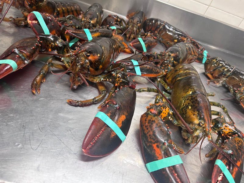 Astici freschi appena arrivati in cucina